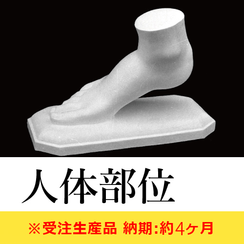 石膏像 人体部位【納期:約4ヶ月】